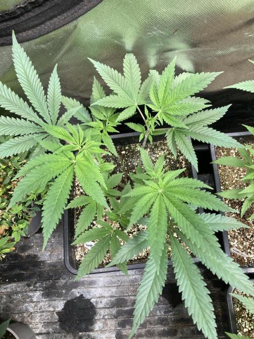 White Rhino (Green House Seeds). Week 8