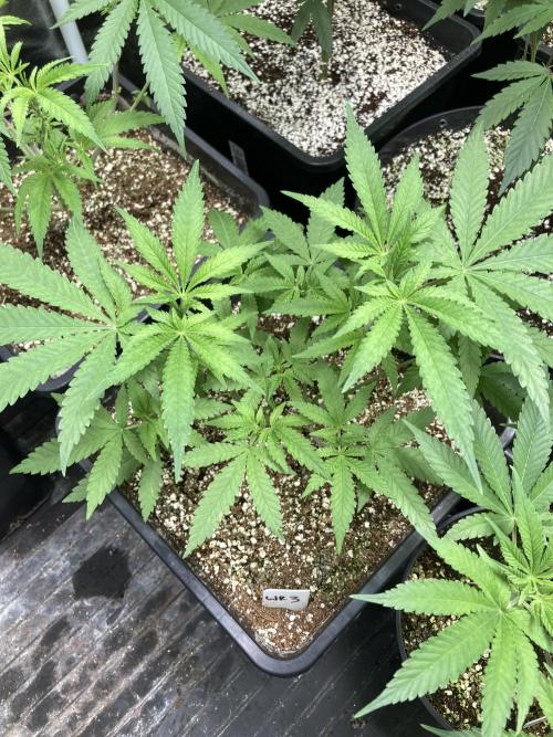 White Rhino (Green House Seeds). Week 8