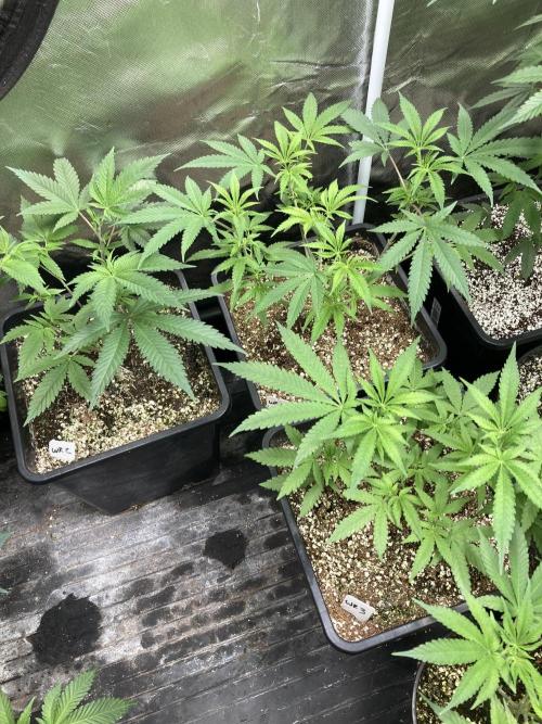 White Rhino (Green House Seeds). Week 8