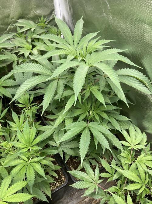 Atomic Jelly (In House Genetics). Week 8