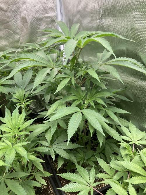 Atomic Jelly (In House Genetics). Week 8