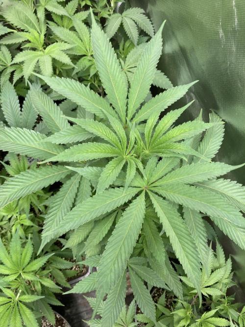Atomic Jelly (In House Genetics). Week 8