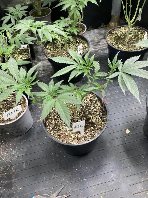 Atomic Jelly (In House Genetics). Week 8