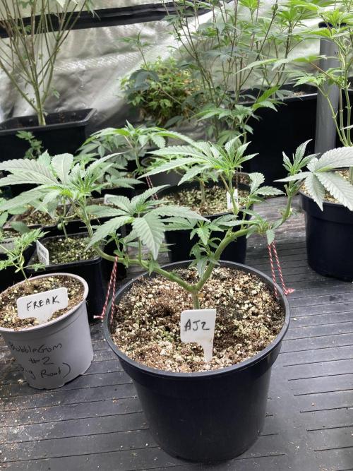 Atomic Jelly (In House Genetics). Week 8
