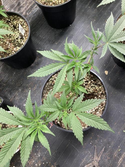 Atomic Jelly (In House Genetics). Week 8