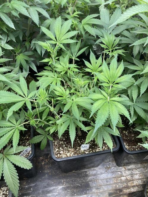 Strawberry Ak (Serious Seeds). Week 8