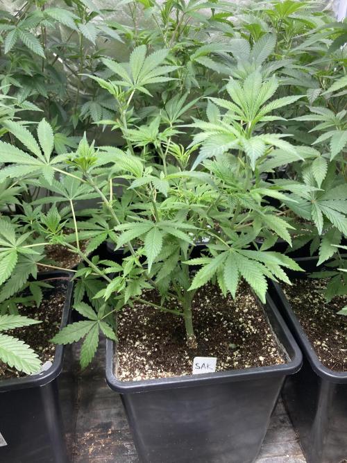 Strawberry Ak (Serious Seeds). Week 8