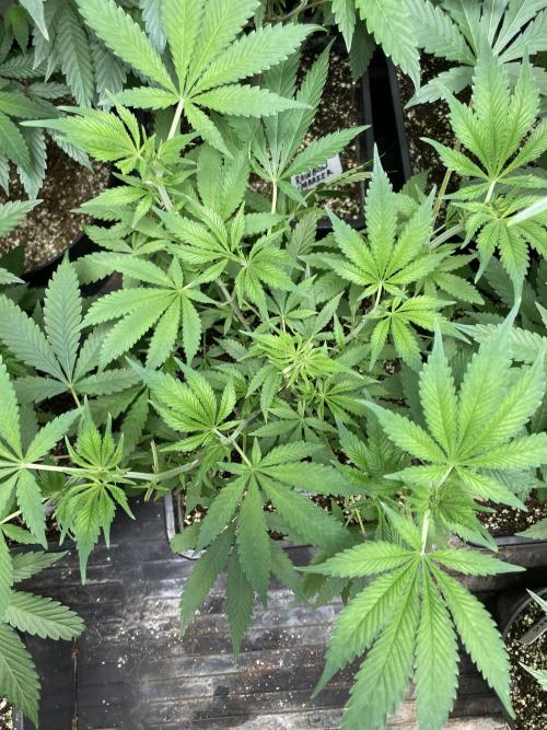 Strawberry AK. Week 8