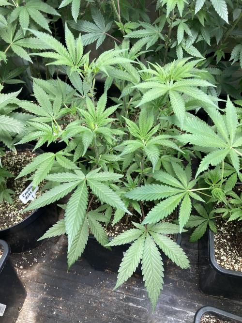 BlackCherry Punch (In House Genetics). Week 8
