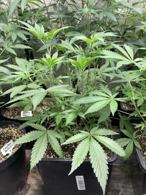BlackCherry Punch (In House Genetics). Week 8