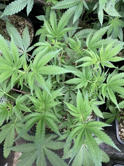 Black Cherry Punch. Week 8