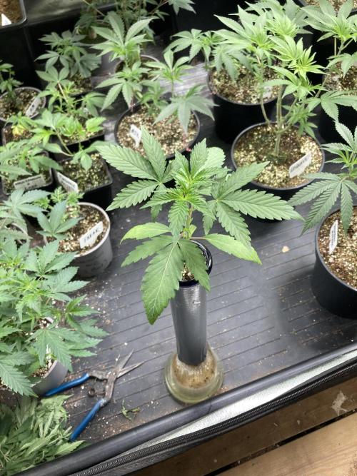 Double Smile (Mephisto Genetics). Week 3