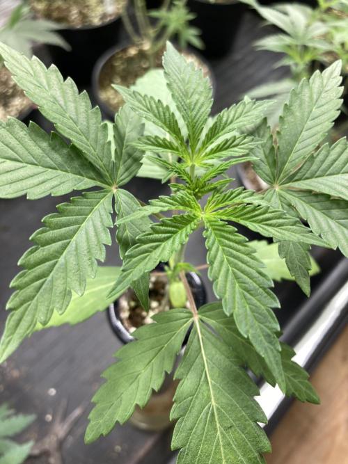 Double Smile (Mephisto Genetics). Week 3