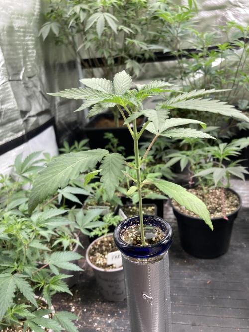 Double Smile (Mephisto Genetics). Week 3