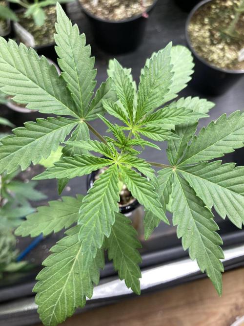 Double Smile (Mephisto Genetics). Week 3