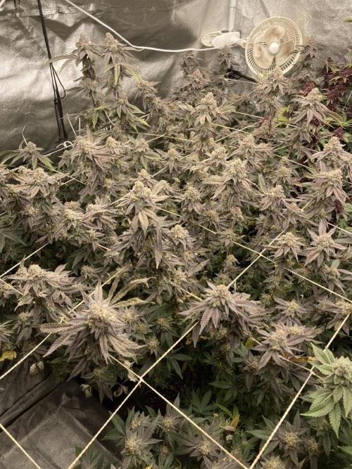 Zoy Sauce Clones (My Cut). Week 10