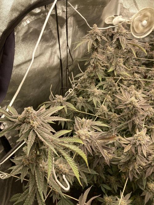 Zoy Sauce Clones (My Cut). Week 10
