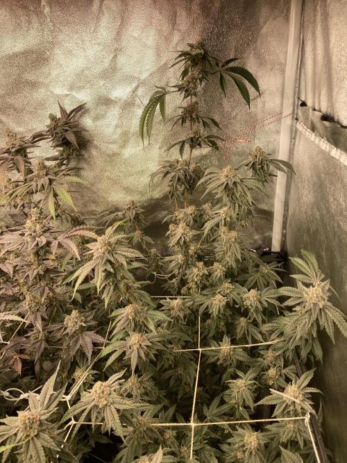 Zoy Sauce Clones (My Cut). Week 10