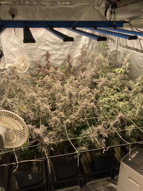 Zoy Sauce. Week 10
