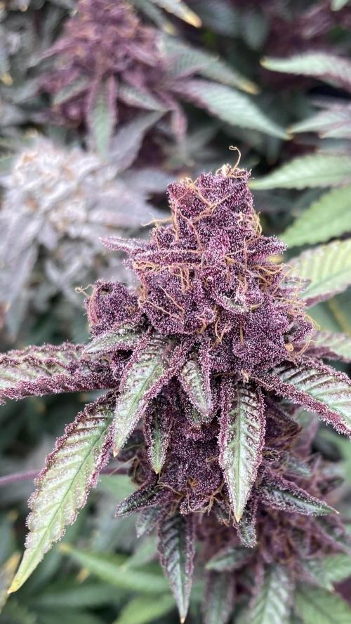 CN#6 aka Poras Purple (Relentless). Week 10