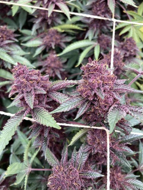 CN#6 aka Poras Purple (Relentless). Week 10