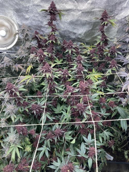 CN#6 aka Poras Purple (Relentless). Week 10