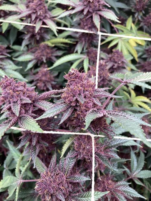 CN#6 aka Poras Purple (Relentless). Week 10