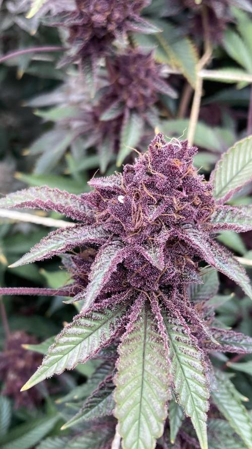 CN#6 aka Poras Purple (Relentless). Week 10
