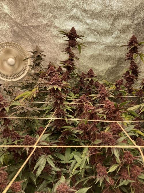 CN#6 aka Poras Purple (Relentless). Week 10