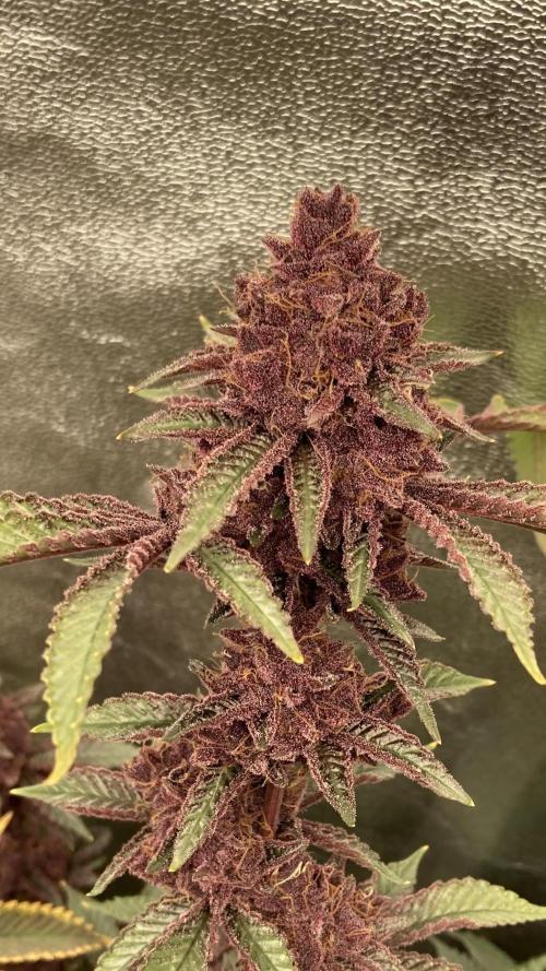 CN#6 aka Poras Purple (Relentless). Week 10