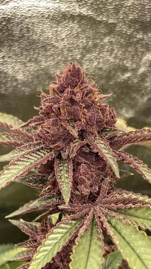 CN#6 aka Poras Purple (Relentless). Week 10
