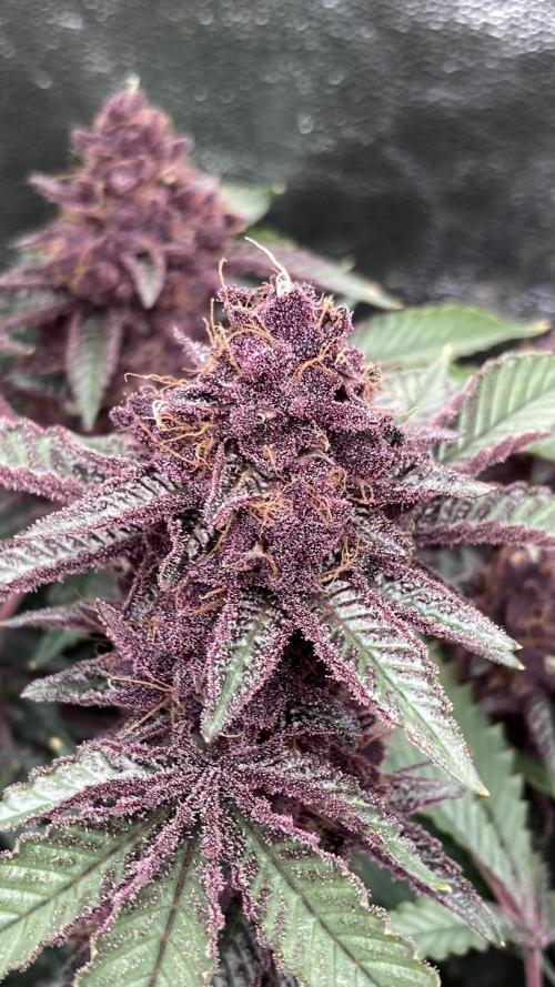 CN#6 aka Poras Purple (Relentless). Week 10