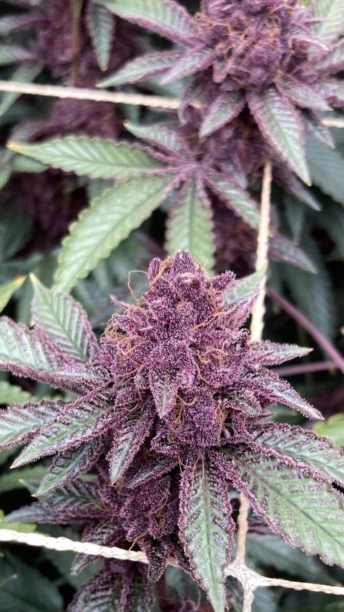 CN#6 aka Poras Purple (Relentless). Week 10