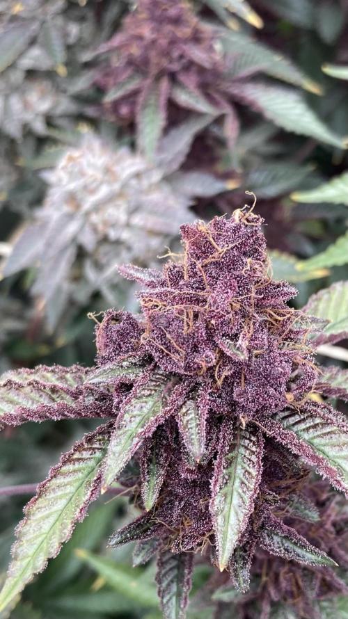 CN#6 aka Poras Purple (Relentless). Week 10