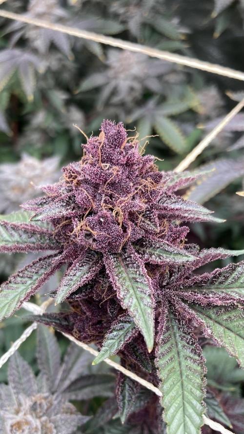 CN#6 aka Poras Purple (Relentless). Week 10
