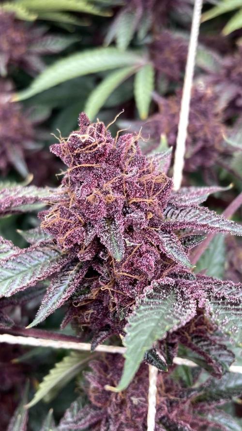 CN#6 aka Poras Purple (Relentless). Week 10