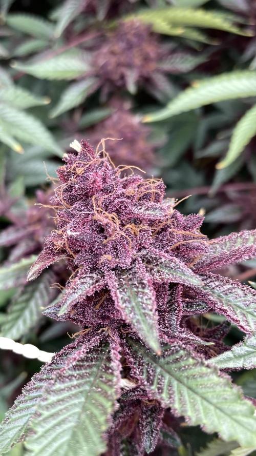 CN#6 aka Poras Purple (Relentless). Week 10