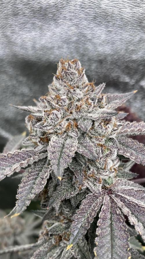 CN#2 (Relentless Genetics). Week 10