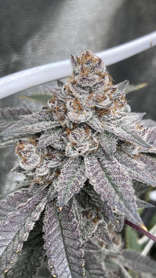 CN#2 (Relentless Genetics). Week 10