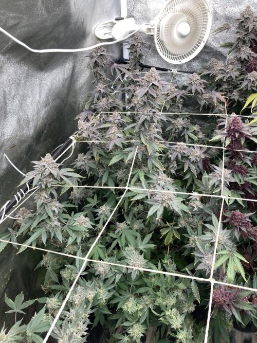 CN#2 (Relentless Genetics). Week 10