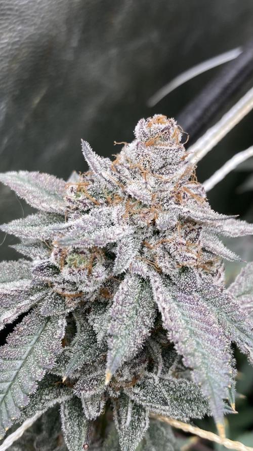 CN#2 (Relentless Genetics). Week 10