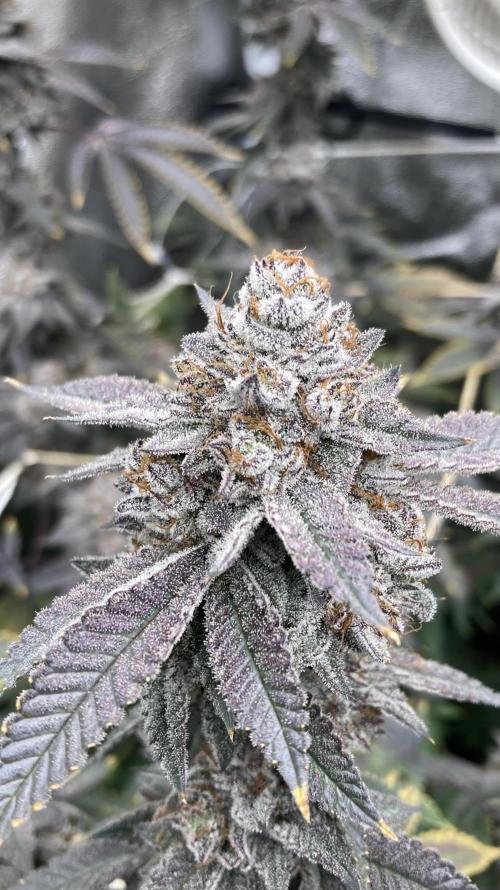 CN#2 (Relentless Genetics). Week 10