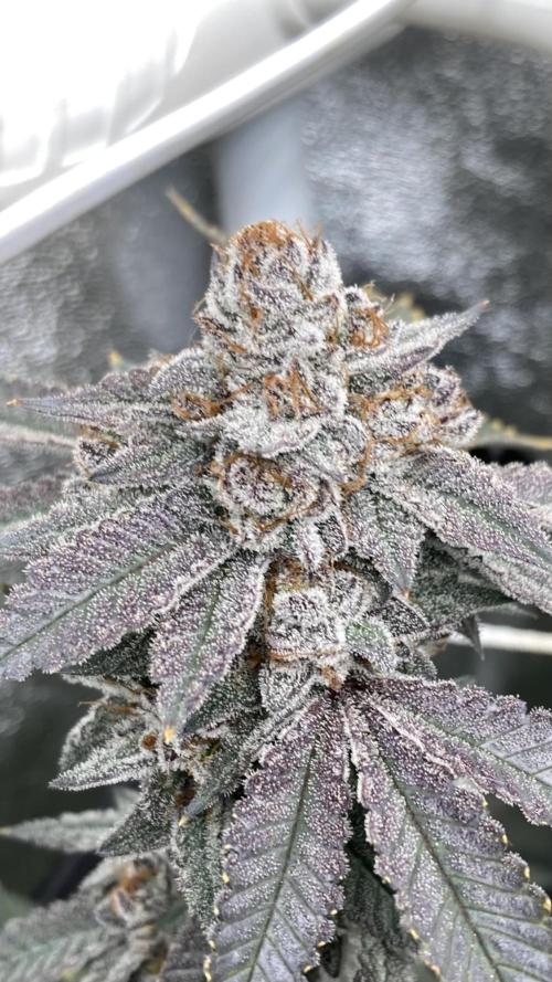 CN#2 (Relentless Genetics). Week 10