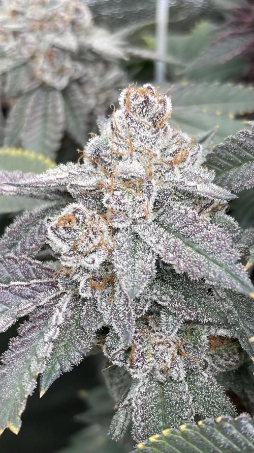 CN#2 (Relentless Genetics). Week 10