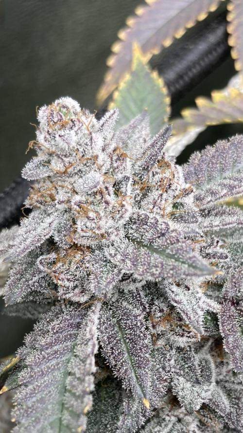 CN#2 (Relentless Genetics). Week 10