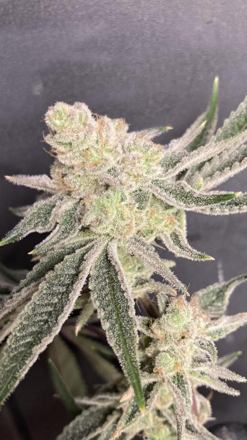 Platinum IX Clone (In House Genetics). Week 10