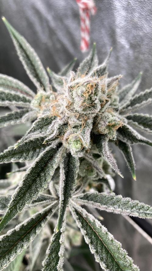 Platinum IX Clone (In House Genetics). Week 10