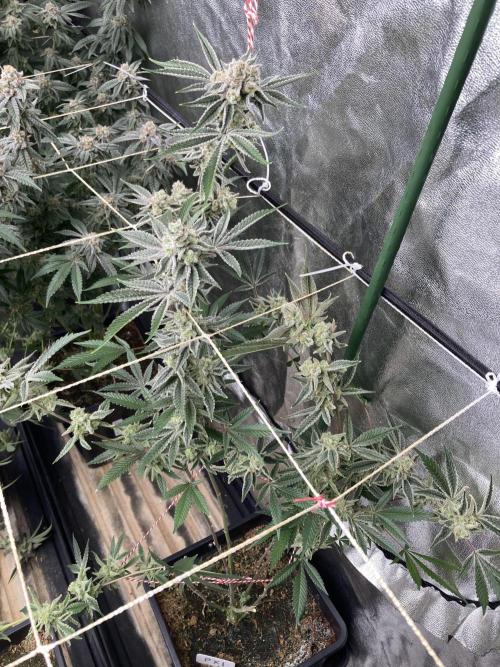 Platinum IX Clone (In House Genetics). Week 10