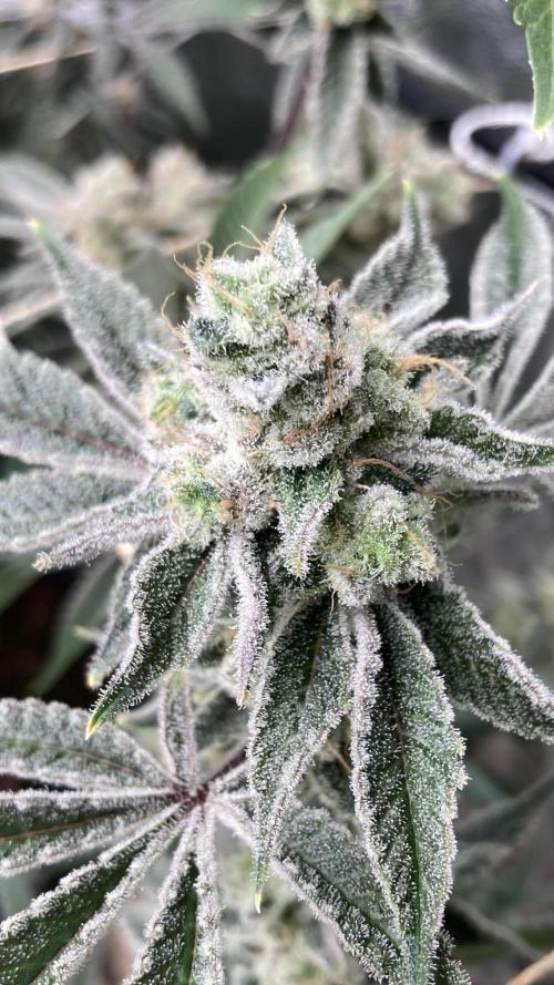 Platinum IX Clone (In House Genetics). Week 10