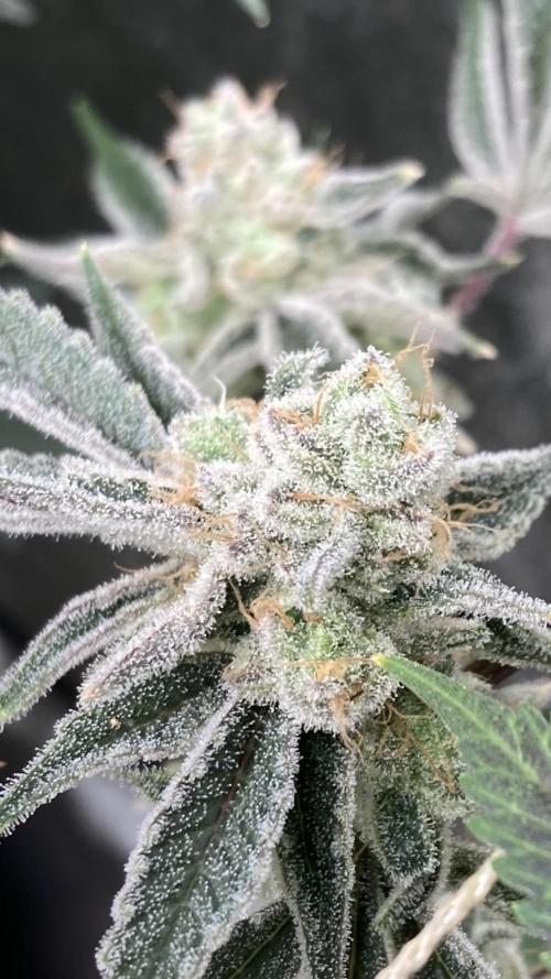 Platinum IX Clone (In House Genetics). Week 10